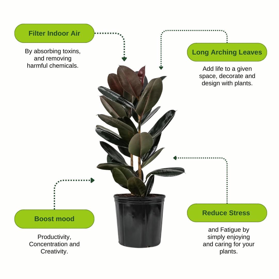 Eureka Farms Ficus Burgundy Bush – Live Rubber Tree Plant, Low Maintenance Indoor Tropical Houseplant with Rich Red & Green Foliage, Perfect for Home & Office Decor