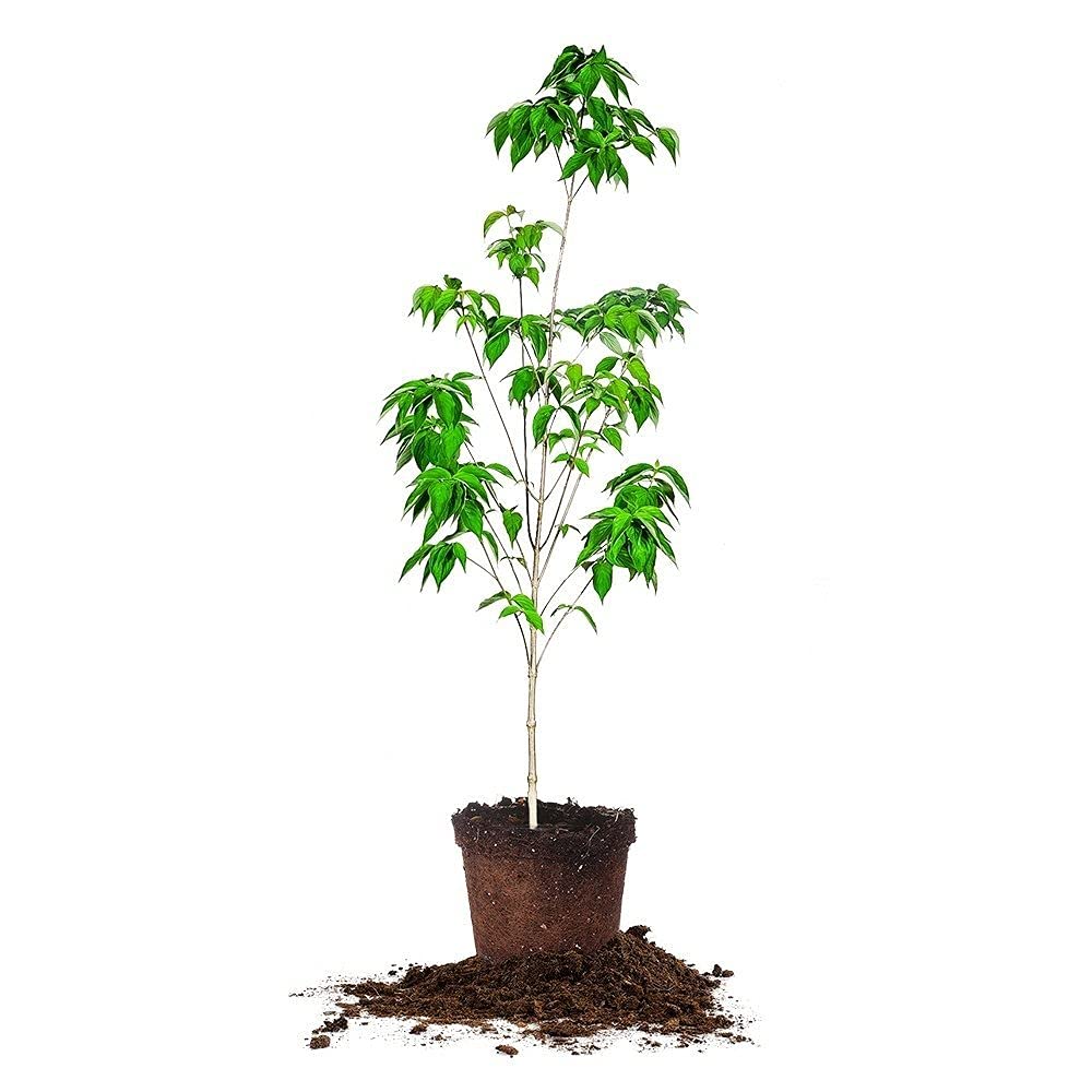 PERFECT PLANTS White Flowering Dogwood Tree 4-5ft. Tall Low Maintenance Ornamental Plant Vibrant White Blooms