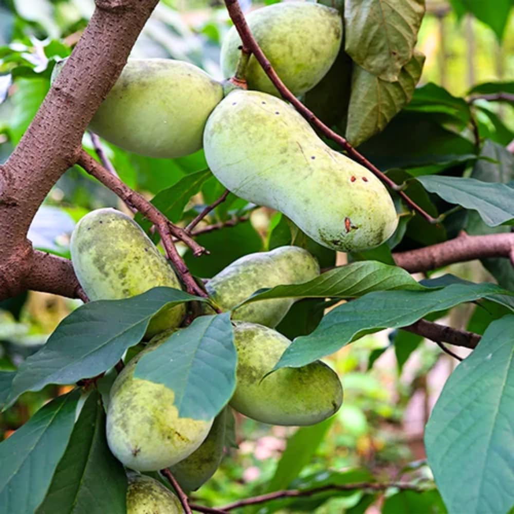 Pawpaw Tree Live Plant, 6-15 Inch Tall, Quart Pot, Paw Paw Plant Live for Outdoor Planting, Cold-Hardy Fruit Tree
