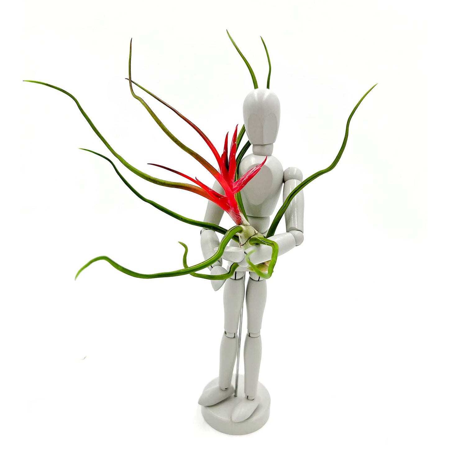 ragnaroc Air Plants - Flowering Tillandsia Bulbosa Belize, Giant 7-9" - 5ct - Live Arrival Guaranteed - House Plants for Home Decor & Gift