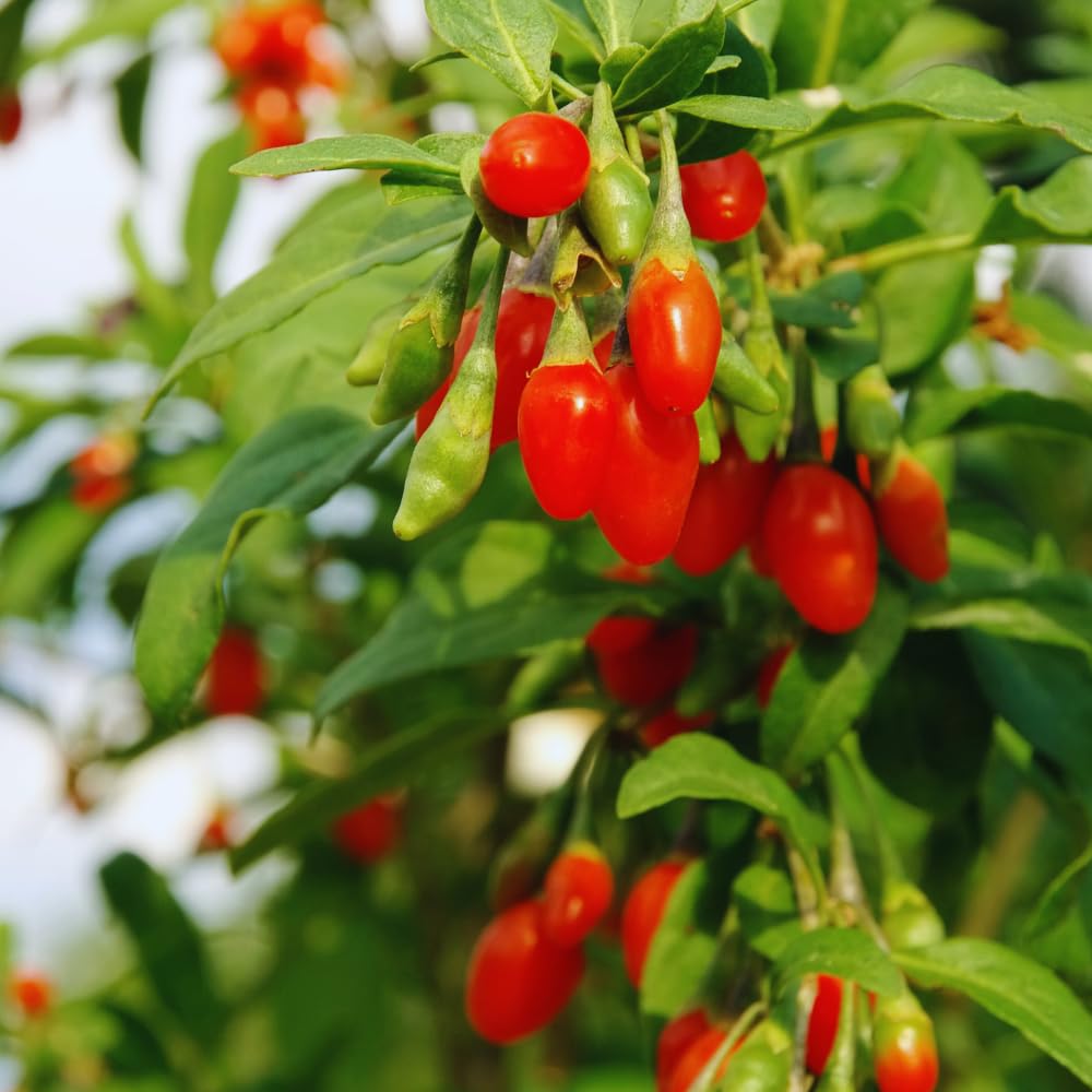 3 Red Goji Berry Plants Live, Goji Berry Tree Live Plant, 3-5'' Tall, Sweet Fruit Tree Gardening Outdoor Indoor, No Pot, Well Rooted