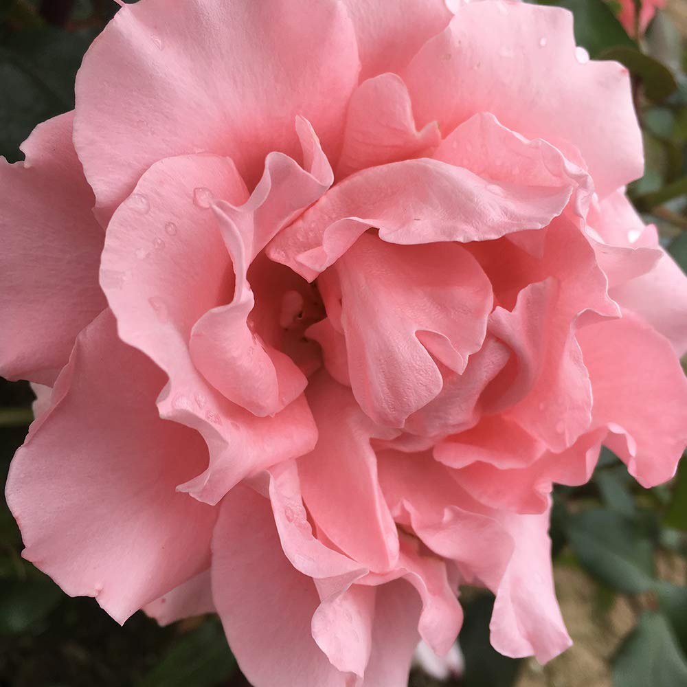 Heirloom Roses Rose Plant - Paris de Yves St. Laurent ™ Pink Rose Bush, Hybrid Tea Live Plant for Planting Outdoors