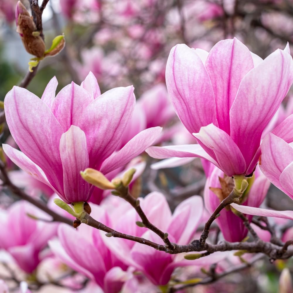 Pack 2 Jane Magnolia Plants Live, Fragrant Magnolia Bush Live Plants 6 to 12 Inch Tall, Tulip Shaped Magnolia Flowers Seedlings in 2.5 Inch Pot