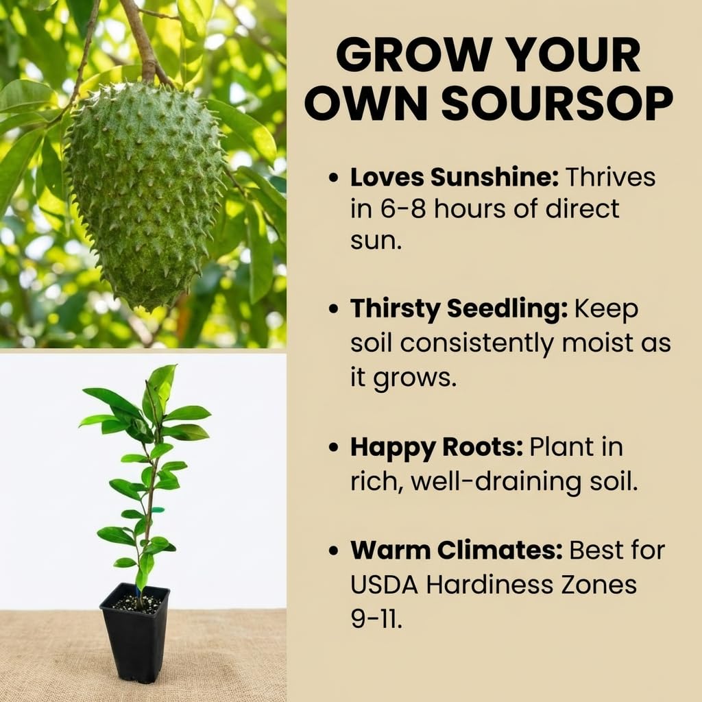 Soursop Live Plant, Tropical Soursop Fruit Tree 5-8'' Tall, Annona Muricata Tree for Growing Outdoor