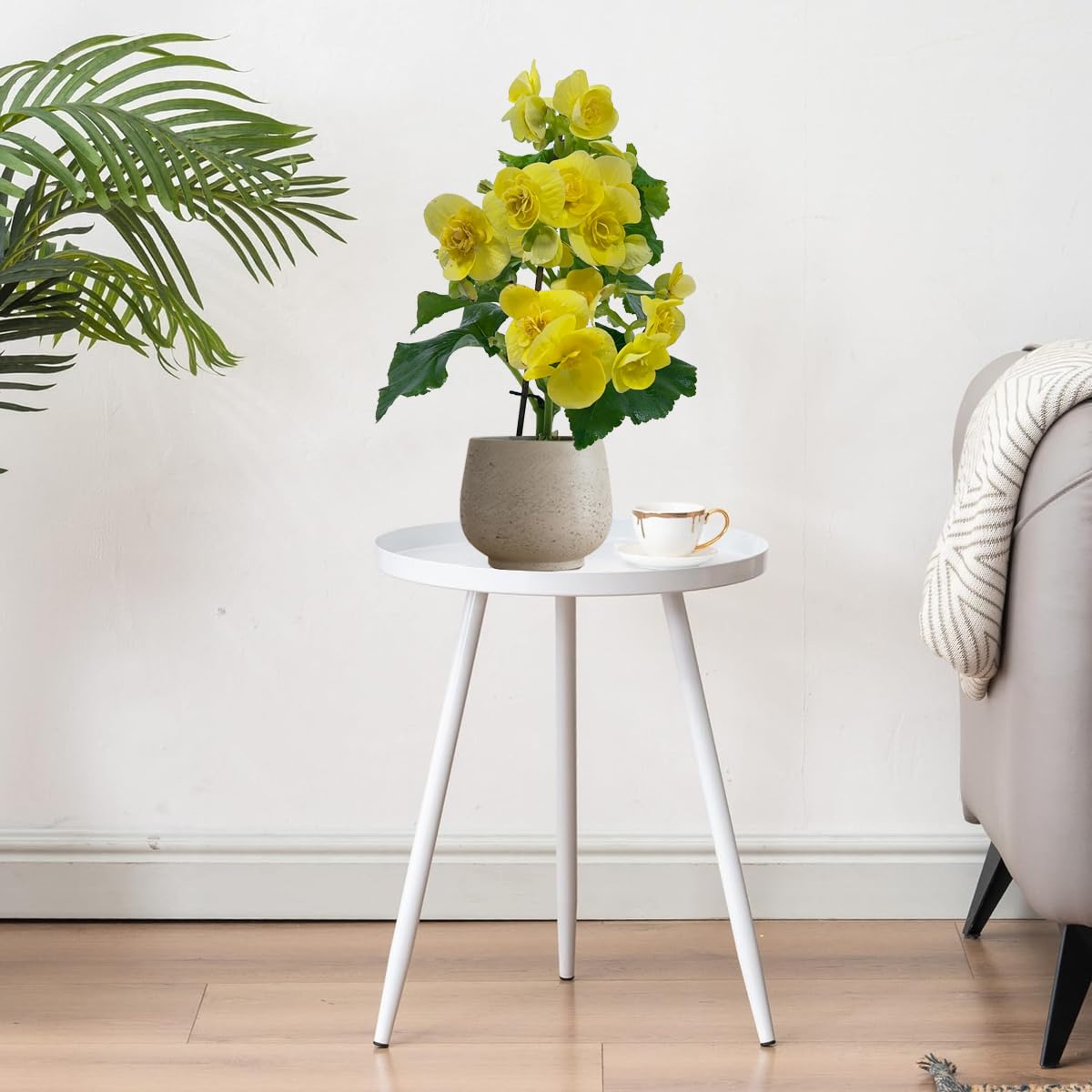 LEAL PLANTS ECUADOR Begonia Yellow (Pack of 2) – Attractive Flowering Indoor Plant,Easy Care, Air-Purifying House Plant for Wellness & Home Decor, Office Desk,Unique Sustainable Gift for Plant Lovers