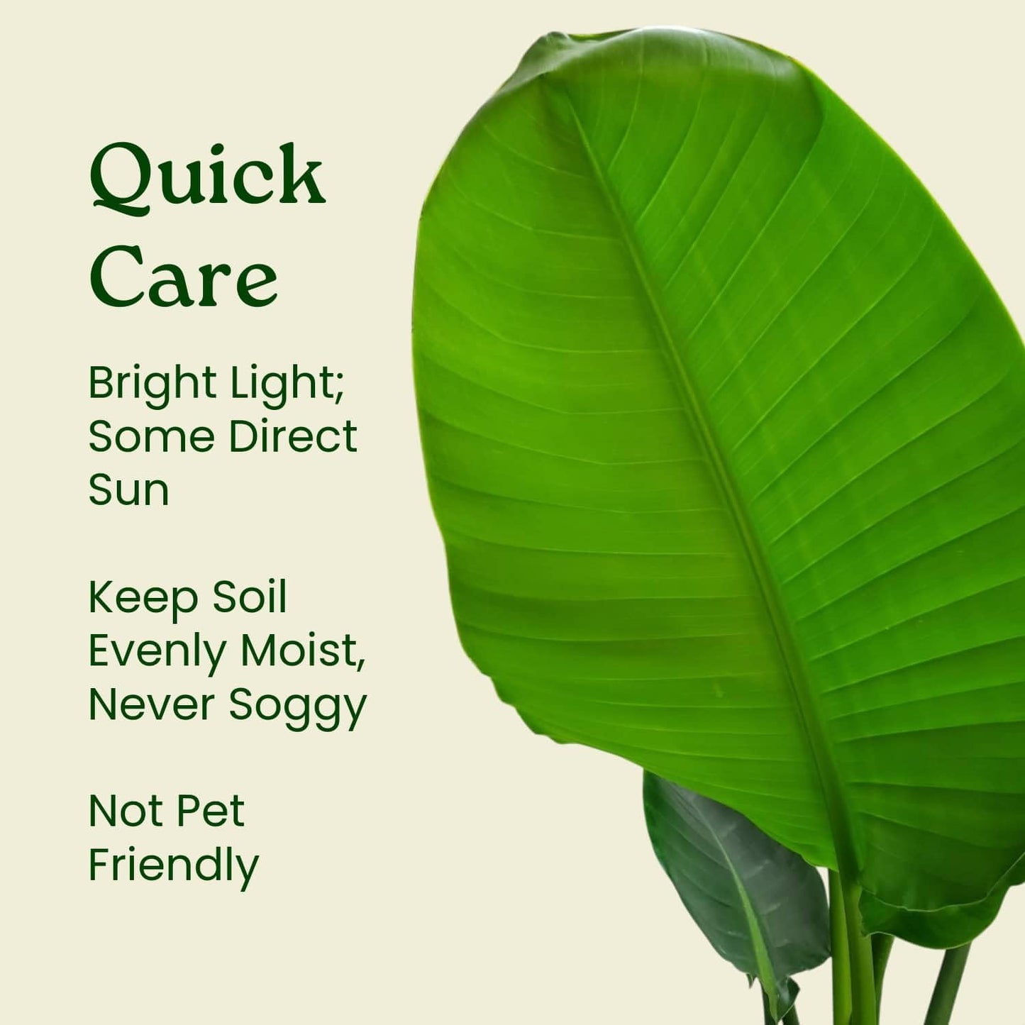 White Bird of Paradise Plant - Live Tropical Foliage Plant - Overall Height 30" to 36" - Tropical Plants of Florida (Plant + Indoor Soil)