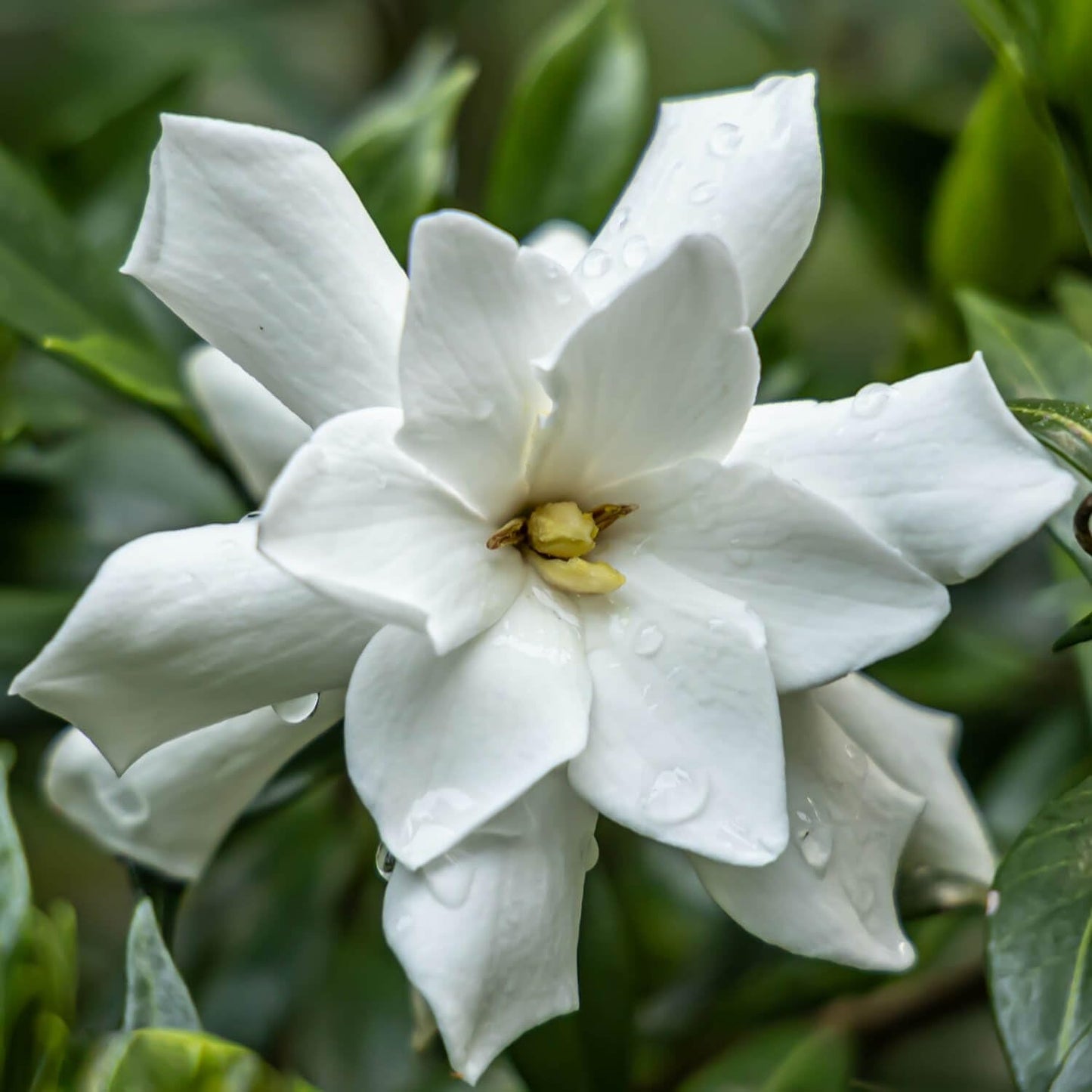 Frost Proof Gardenia (2.5 Gallon) Flowering Evergreen Shrub with Glossy Green Foliage and White Fragrant Blooms - Full to Part Sun Live Outdoor Plant