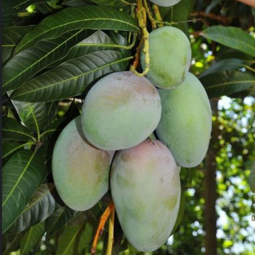 Ice Cream Mango Tree Live Plant, 2-3 Gallon Pot, Mango Plants Live, Grafted Dwarf Tropical Fruit Tree for Patio & Garden