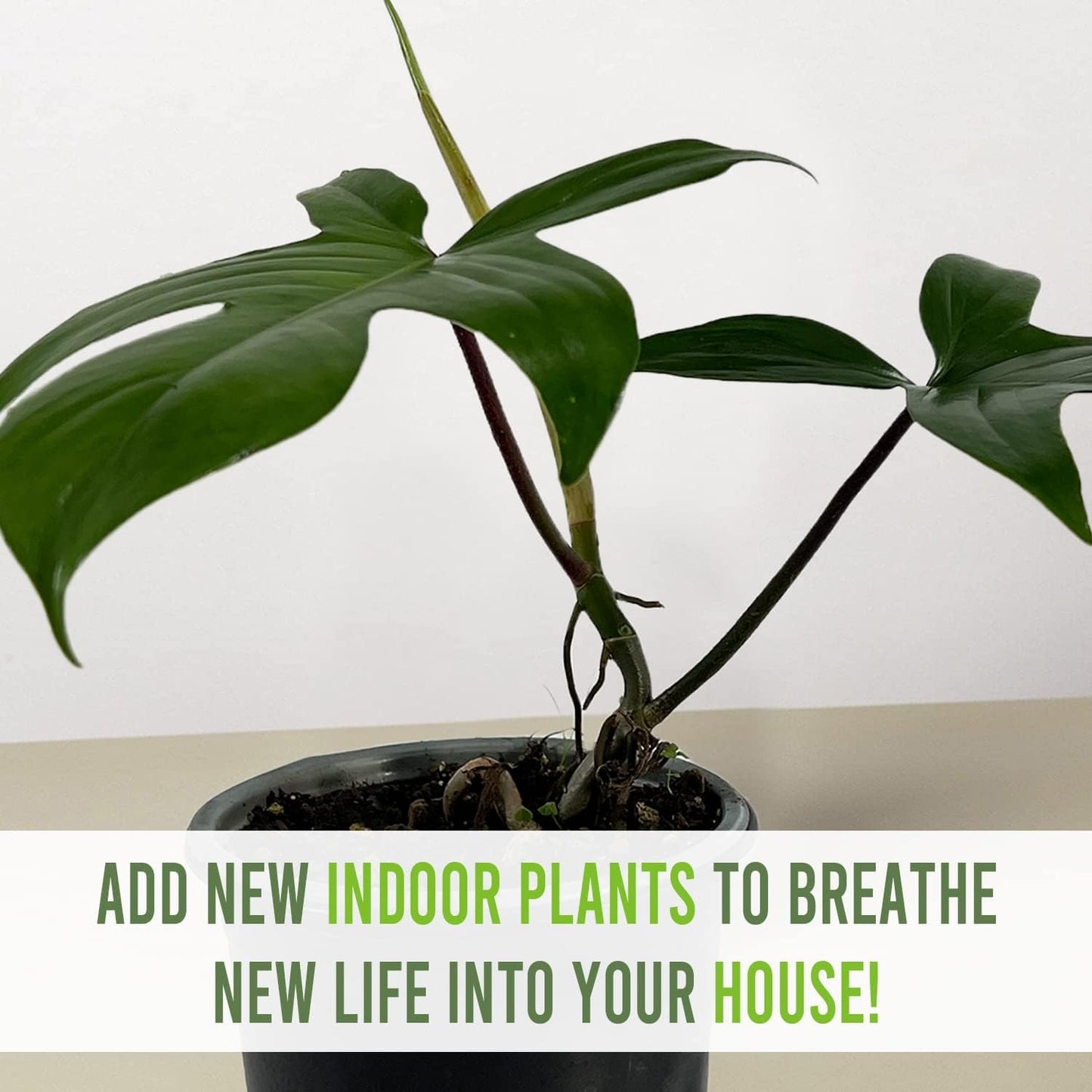 LEAL PLANTS ECUADOR Philodendron Florida Green (Pack of 2)| Exotic Low-Maintenance Houseplant | Perfect for Living Rooms & Indoors | Lush Live Philodendron Plants | Florida Green Indoor Houseplant