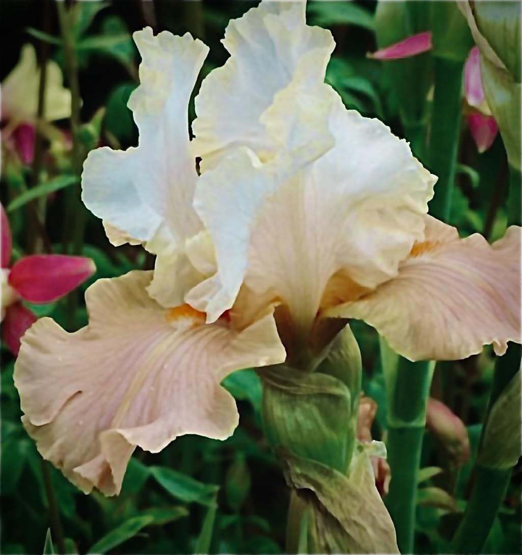 Premium Bearded Iris ‘Struck Twice’ Rhizome/Root/Bulbs (1 ea) - Amazon 30-Day Returnable Guarantee