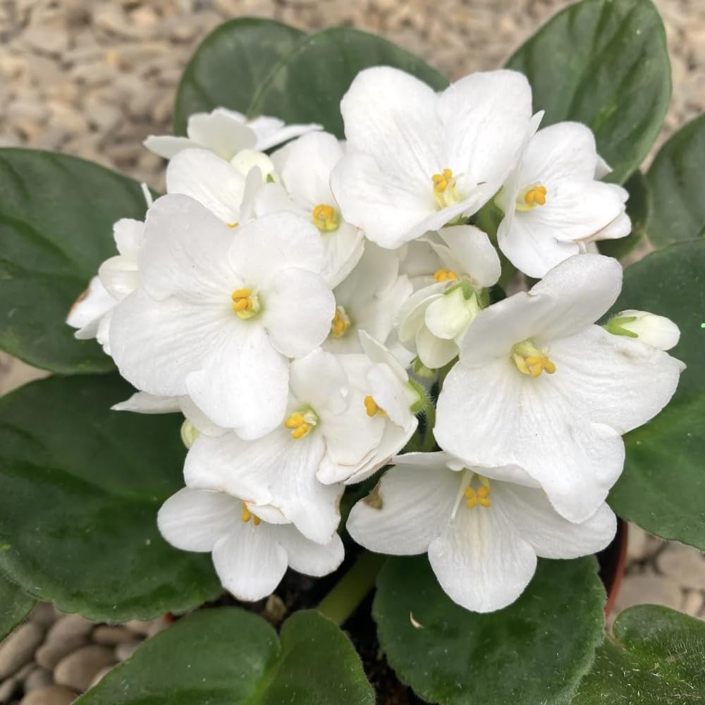 African Violet Live Plant in 4 Inch Pot, Flowering Houseplant, Easy Care Indoor Plant with Vibrant Blooms (White African Violet)