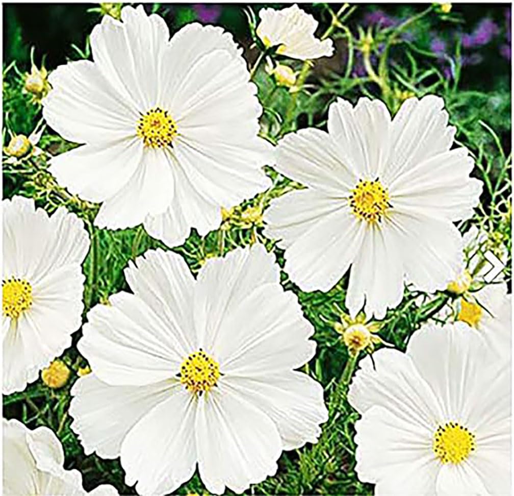 1000 White Purity Cosmos Seeds - Long Blooming Period in All Zones - 3' - 5' and up to 7 Feet Tall