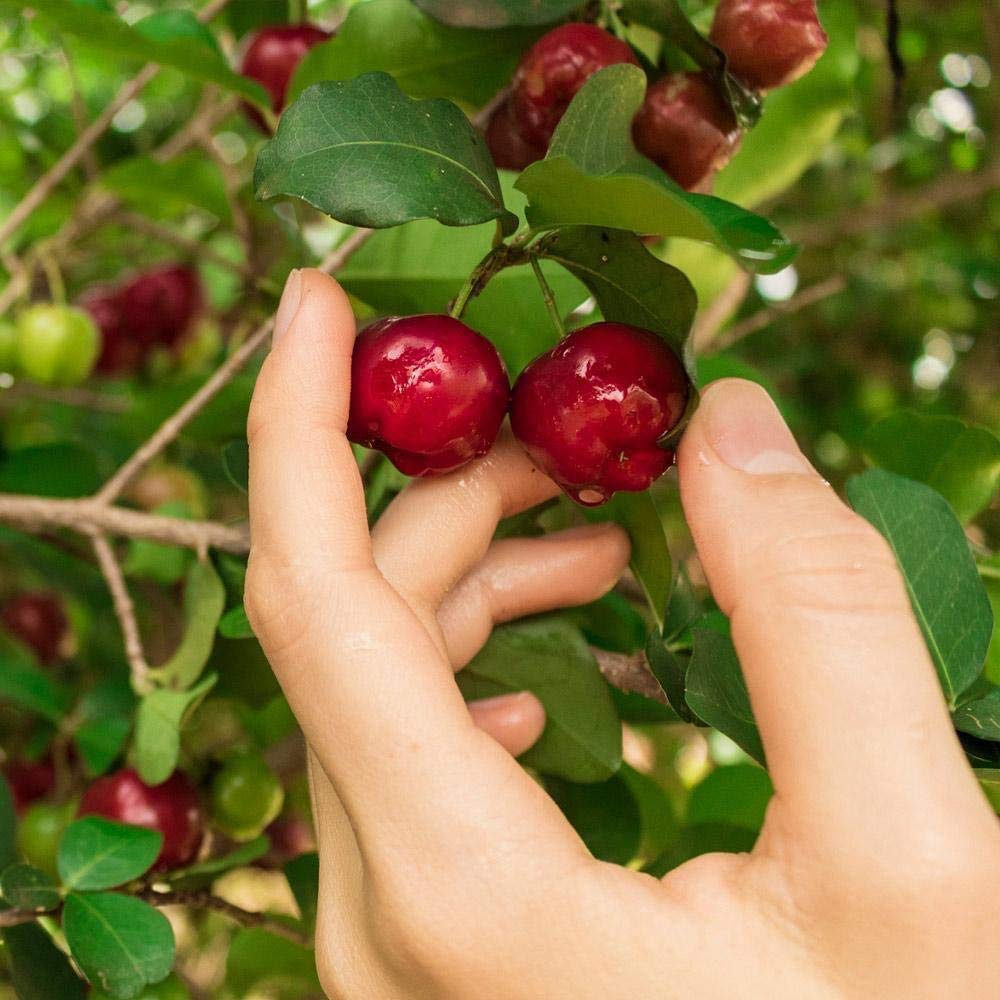 Brighter Blooms - Barbados 'Acerola' Cherry Tree, 3 Gallon - No Shipping to AK, AZ, CA, HI, ID