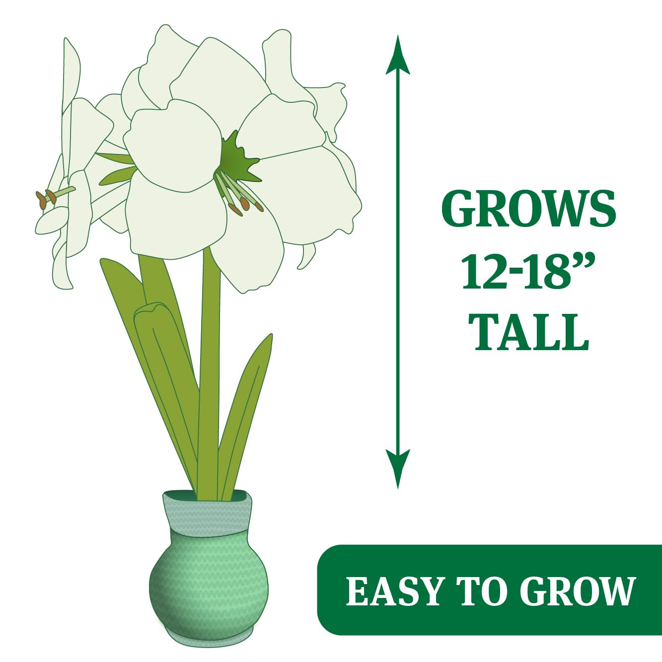 Heart's Delight Sweater Amaryllis Flower Bulb with Stand, No Water Needed, Gift Ready