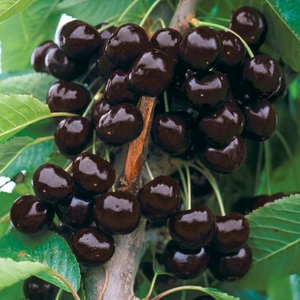 Pack 2 Black Cherry Trees Live Plants, Sweet Cherry Plant Live, Sweet Fruit Tree Plants, Wild Black Cherry Tree from 1 Feet Tall, Easy to Plant