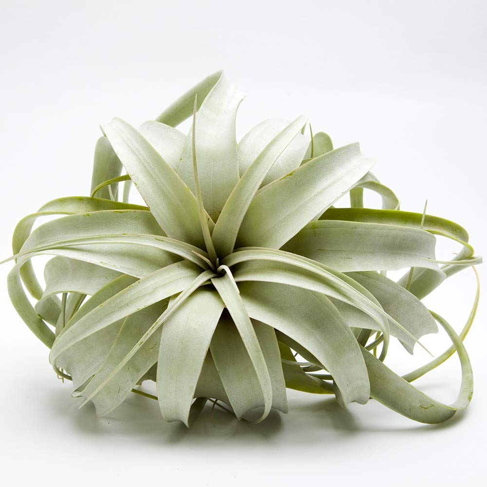 Garden in the City Air Plant Tillandsia Xerographica 6" Wide, Greenhouse Grown, Ships from California, Indoor Outdoor