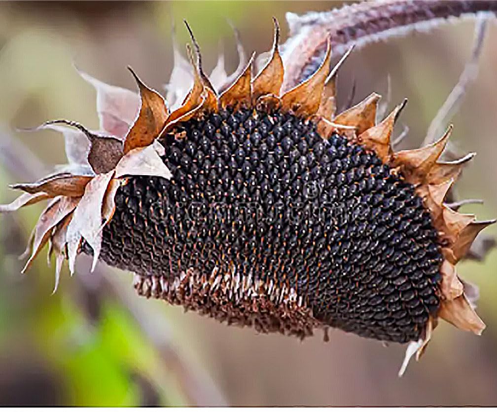 Giant Sunflower Seeds - Mammoth Grey Striped Seeds - Attracts Bees and Butterflies
