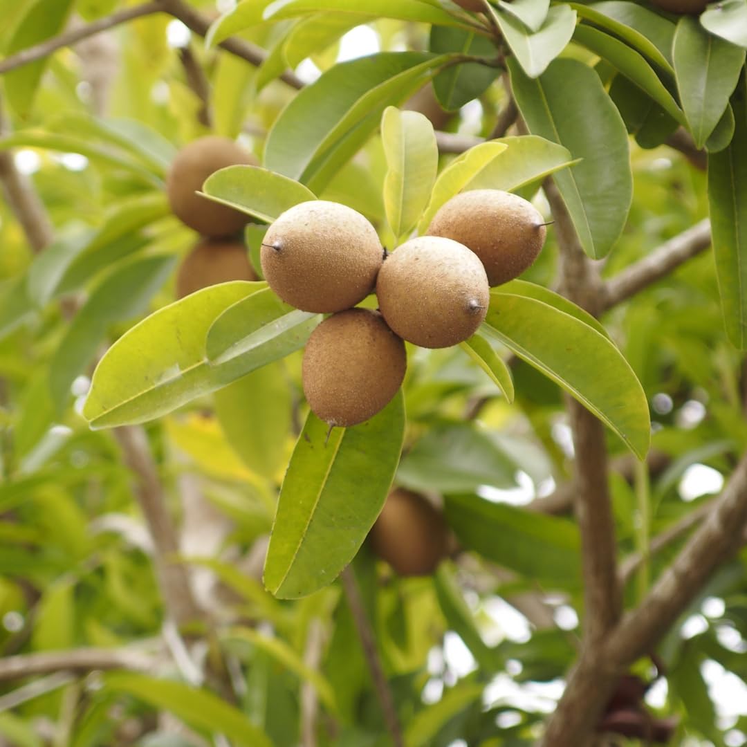 Sapodilla Tree Live Plant, Sweet Tropical Fruit Tree, 2–3 Feet Tall in 3 Gallon Pot, Ready for Outdoor Planting, No Ship to CA