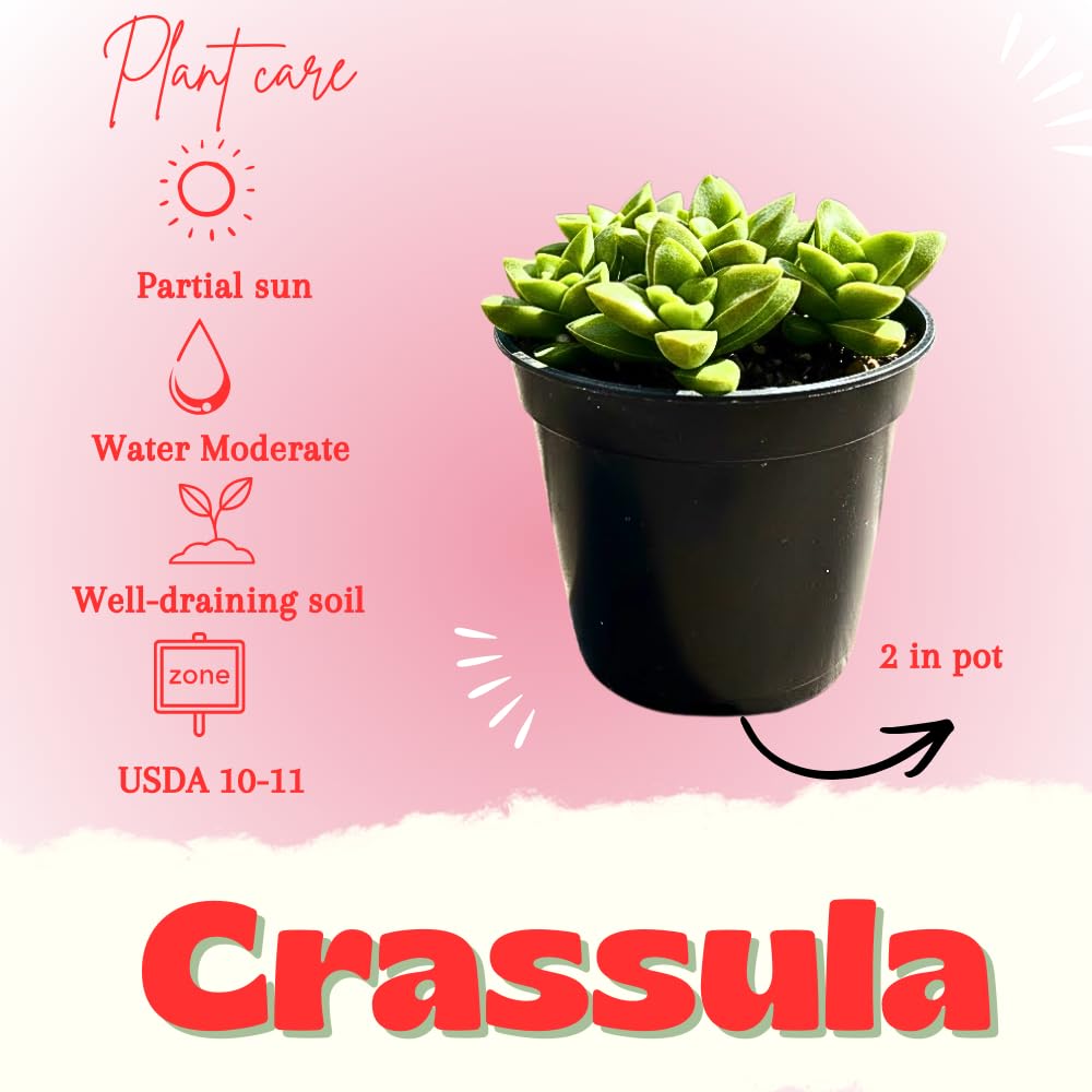 Crassula Live Plant, Crassula Live Succulent Plant, Pink Flower, 2 Inch Pot for Indoor Houseplant