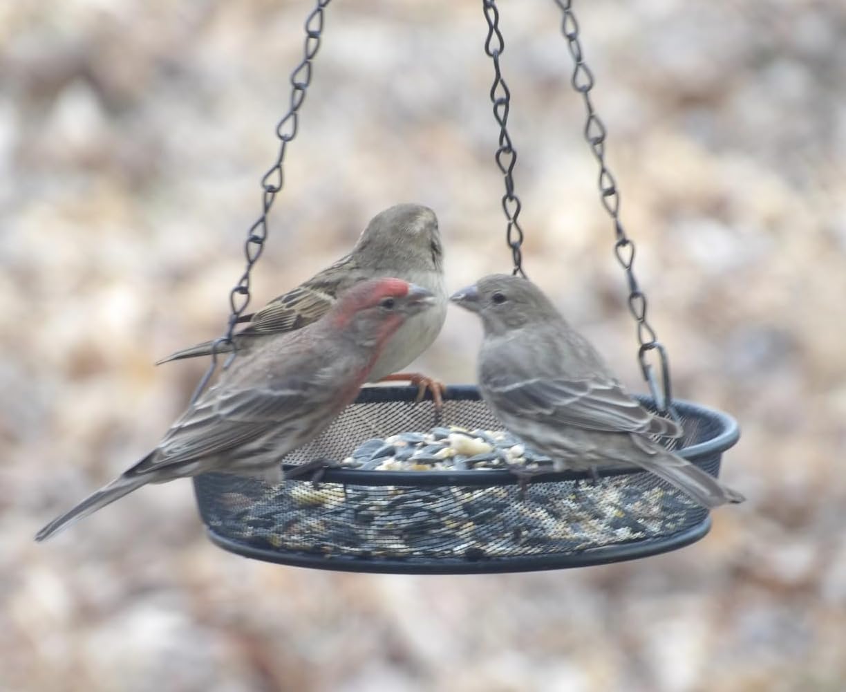 8" Diameter Hanging Bird Feeder Tray Round Metal Mesh Seed Container Outside Garden Decoration Backyard Wild Bird Feeding