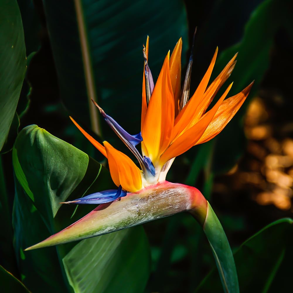 Orange Bird of Paradise Live Plant, Size 5-12” Tall, Strelitzia Reginae Houseplant Indoor Outdoor Tropical Plant