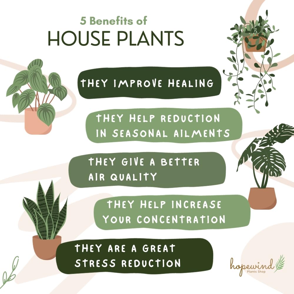 Hopewind Plnats Shop - Philodendron hederaceum Brasil, Rare Variety, Live Indoor Plant, 4 inch Pot