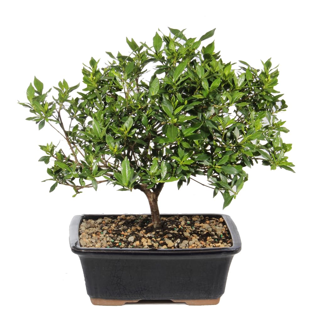 Brussel's Live Gardenia Outdoor Bonsai Tree - 6 Years Old; 10" to 14" Tall with Decorative Container