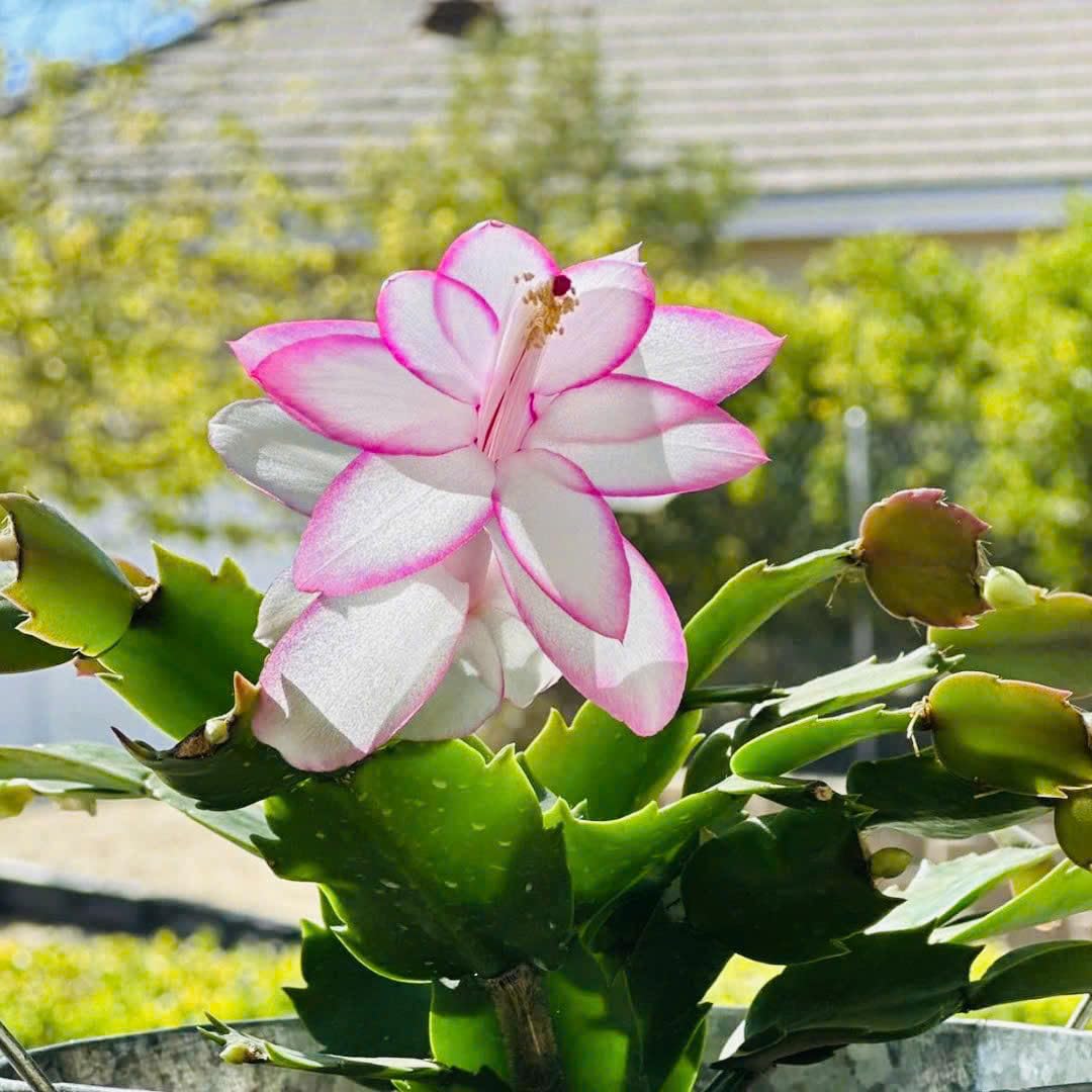 Christmas Thanksgiving Cactus Live Plant in 4 Inch Pot | Beautiful Christmas Cactus Plants | Easy-Care Indoor Houseplant | Perfect Holiday Gift for Plant Lovers | Random Color
