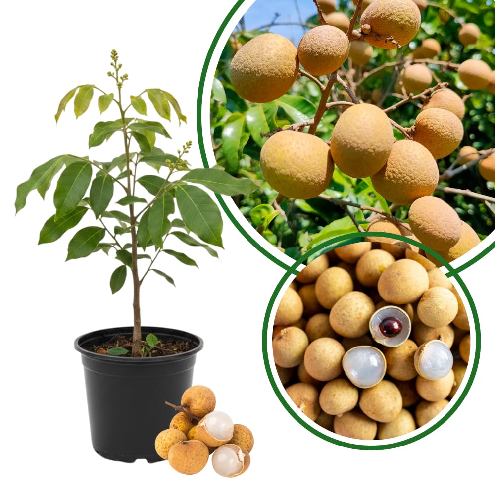 Longan Tree Live Plant, Longan Fruit Tree, 4 Inc Pot, 6 to 8 Inc Tall, Sweet Tropical Fruit for Backyard and Garden