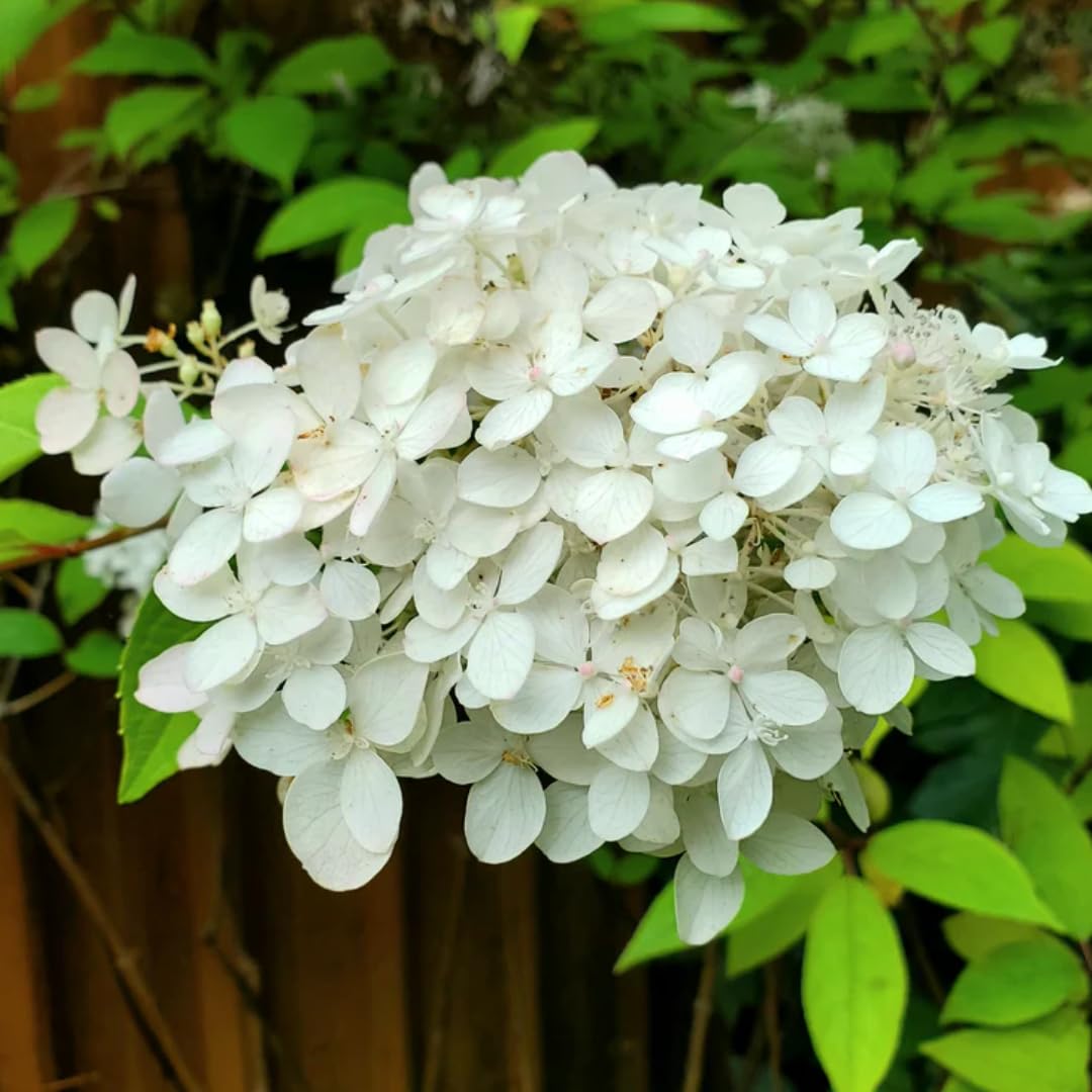 Hydrangea Live Plant Bush Shrub for Planting, 1 Year Old Hydrangea Tree Plant for Outdoor Planting, Change Color Flower Blooms (Pink to White)