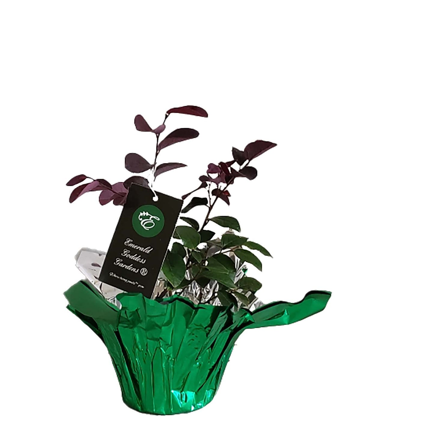 Carolina Midnight Chinese Fringe Flower - Loropetalum Hybrid - Live Shrub Plant - Red Purple Leaf - Pink Flower - Emerald Goddess Gardens - Starter Sz 4 Inch Pot