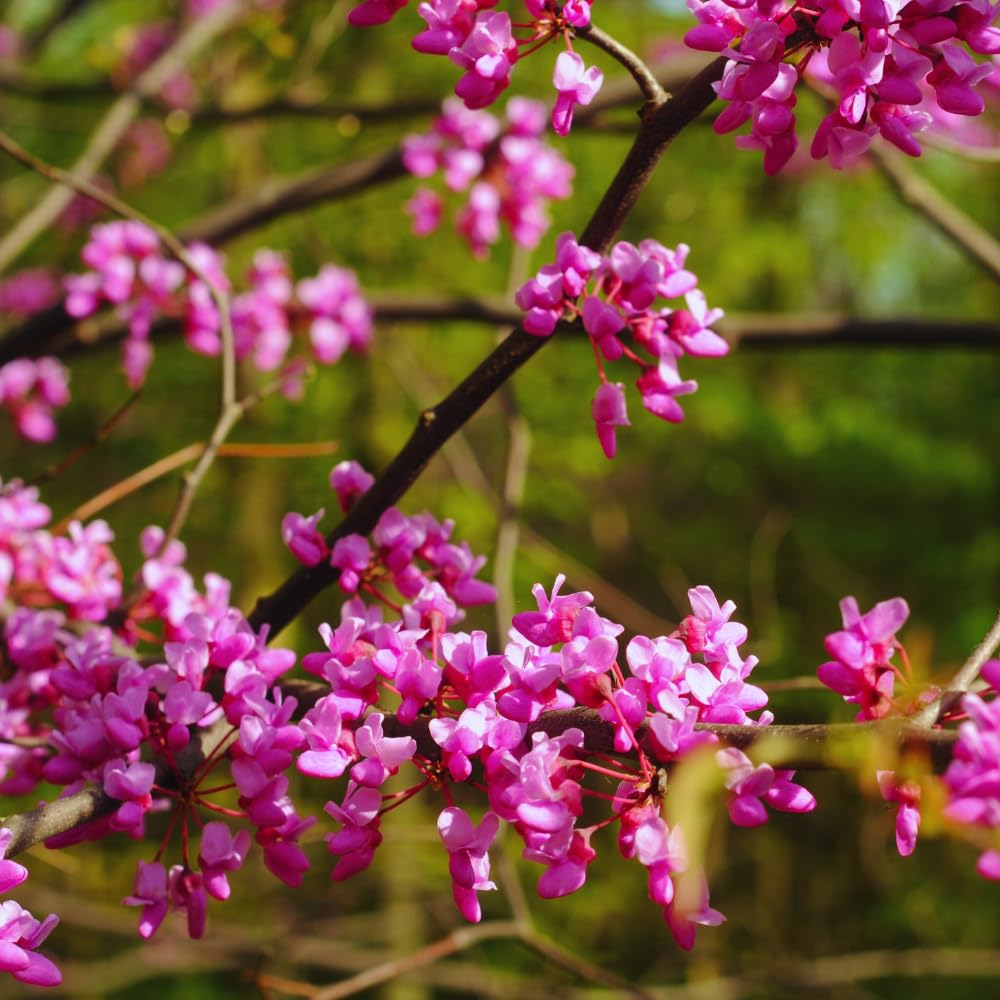 Eastern Redbud Tree Live Plant, Red Bud Tree Plant for Gardening, 1-2 Years Old, 8-10 Inches Tall