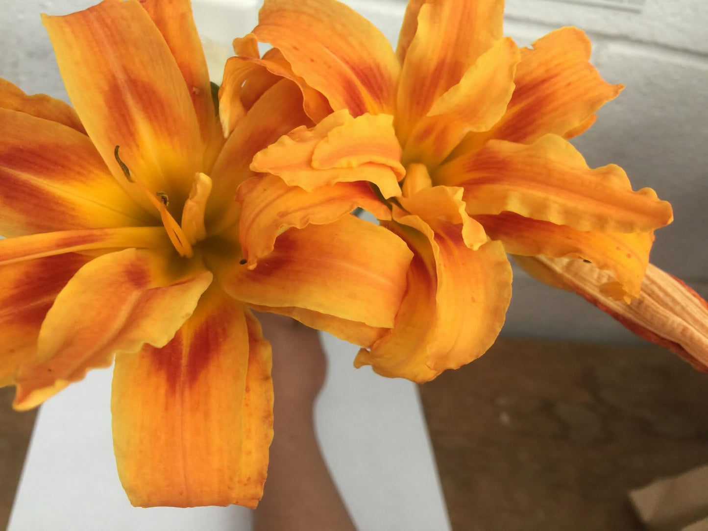 Live Plant - 3 Double Orange Bloom Daylily Fans/Root Systems - Hemerocallis fulva 'Kwanso'