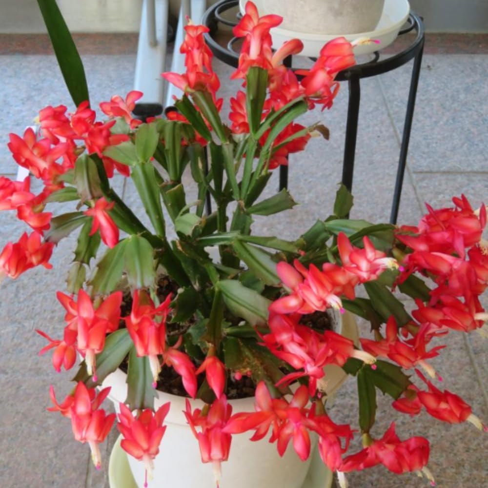 2 Mix Christmas Cactus Plants Live, Live Christmas Cactus Plant, 4 Inc Potted