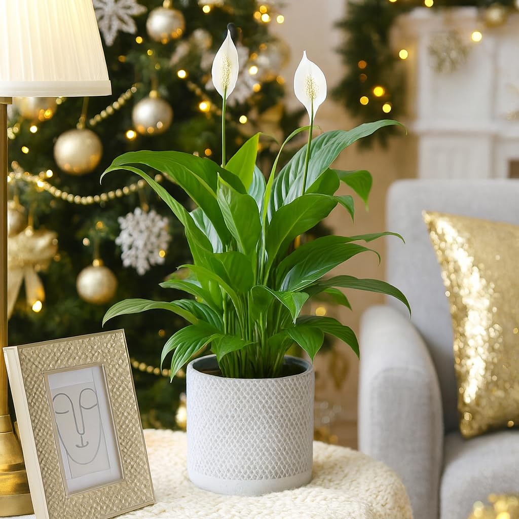 Live Indoor Flowering Houseplants, Spathiphyllum Green Peace Lily in 4" Grower Pot, Easy Care Plants