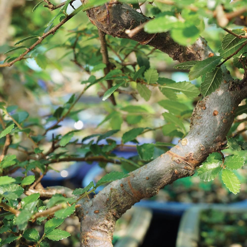 Brussel's Bonsai Live Chinese Elm Outdoor Bonsai Tree 5 Years Old 6"-8" Tall in Plastic Grower Pot, Small
