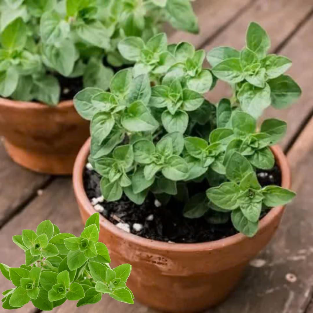 Set of 4 Greek Oregano Plants Live for Indoor Outdoor, Culinary Herb for Planting, 4-7 Inches Tall, Oregano Mint Plants Live