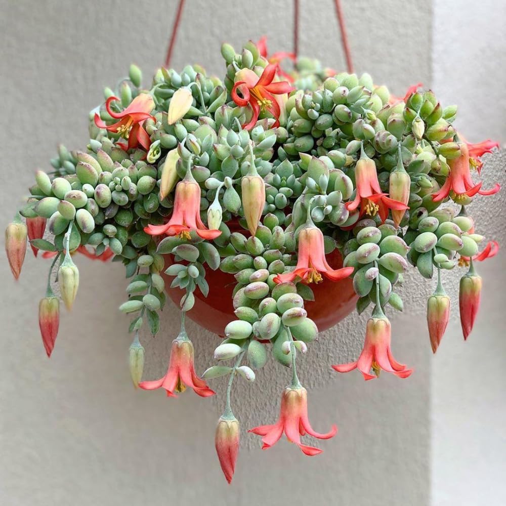 Cotyledon Pendens Succulent Live Plant, 4" Pot, Trailing Succulent Plant, Small Houseplant Cactus for Planting Indoor