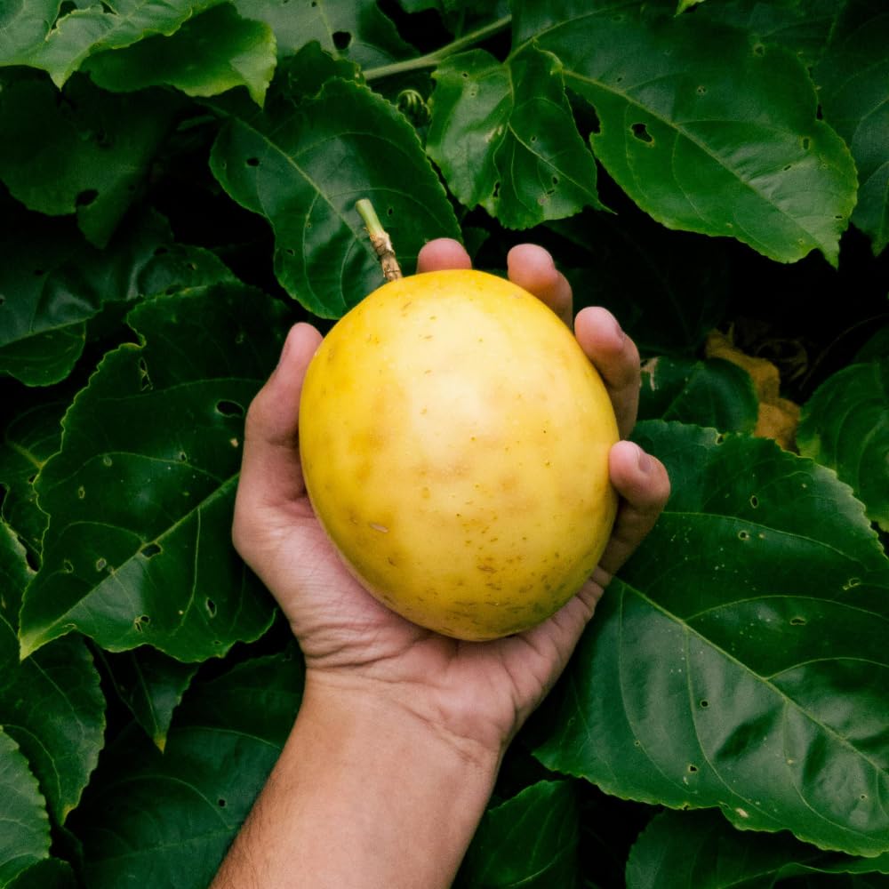Passion Fruit Plant Live 4-7 Inch, Passionfruit Vine for Outdoor Garden, Tropical Climbing Vine for Trellis, Fence or Backyard Growing (Yellow Passionfruit)