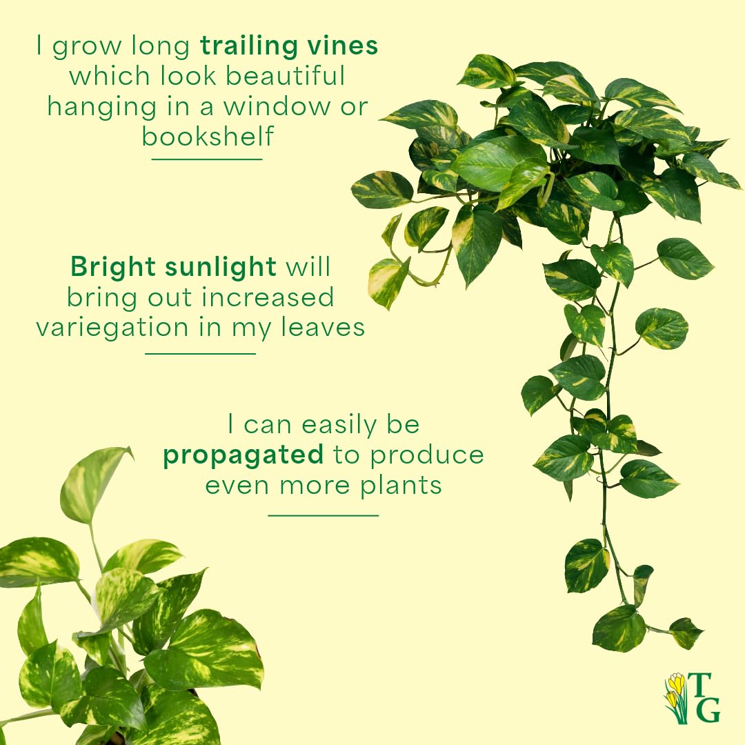 Thorsen's Greenhouse Golden Pothos, Live Indoor Vining Plant, Easy to Grow, Variegated Houseplant, Natural Air Purifier (Brushed Silver, 4-inch Pot)