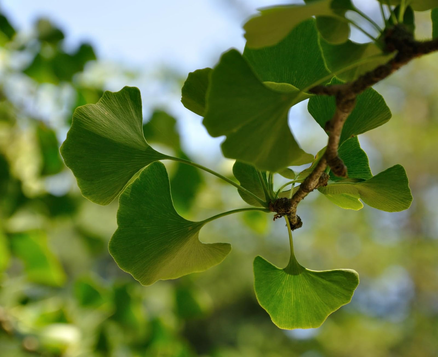 Live Plant - 2 Ginkgo/Maidenhair Trees - 12-18" Tall Seedlings - Live Plants - Ginkgo biloba