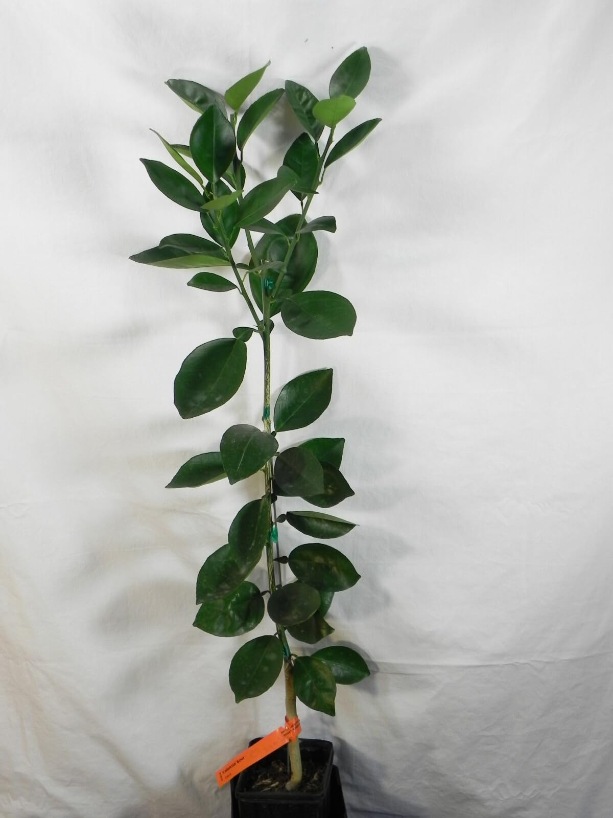 Live Plant - Washington Navel Orange Tree - Semi-Dwarf - 18-36" Tall - Live Citrus Plant