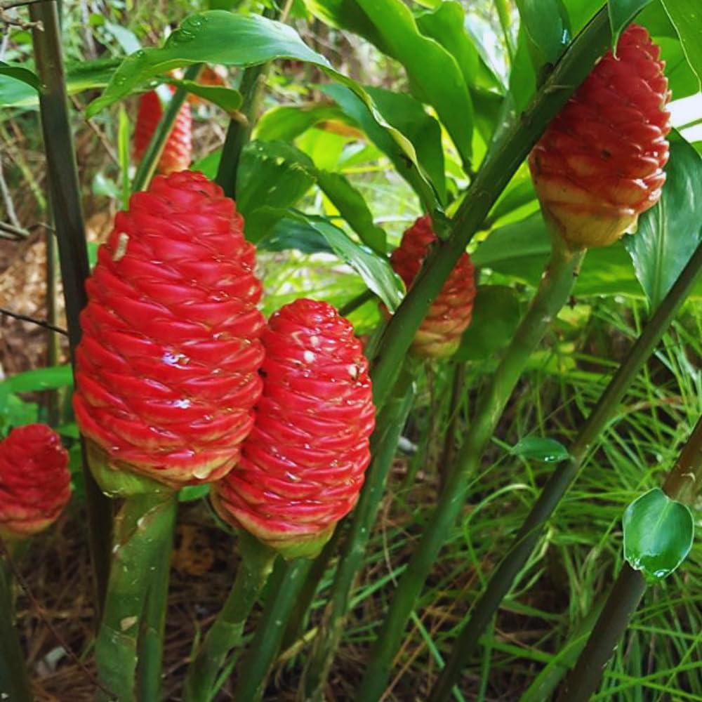 15 Shampoo Ginger Rhizomes for Planting, Awapuhi Ginger Shampoo Plant Roots, Zingiber Zerumbet Roots Garden