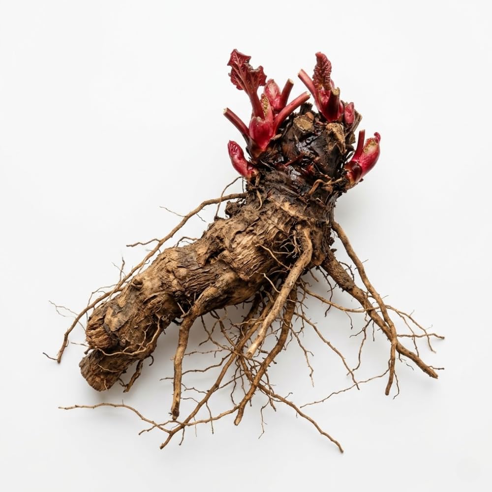 Rhubarb Plant for Planting, Red Rhubarb Root Plant, Well Rooted, 4-6 Inc, Cold Hardy Perennial Vegetable for Indoor Outdoor Garden