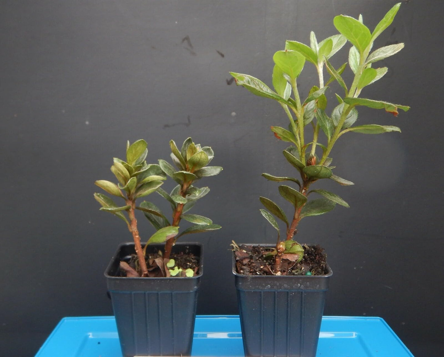 Live Plant - Hardy Gardenia Azalea Rhododendron Deciduous Starter Plant Double White Blooms