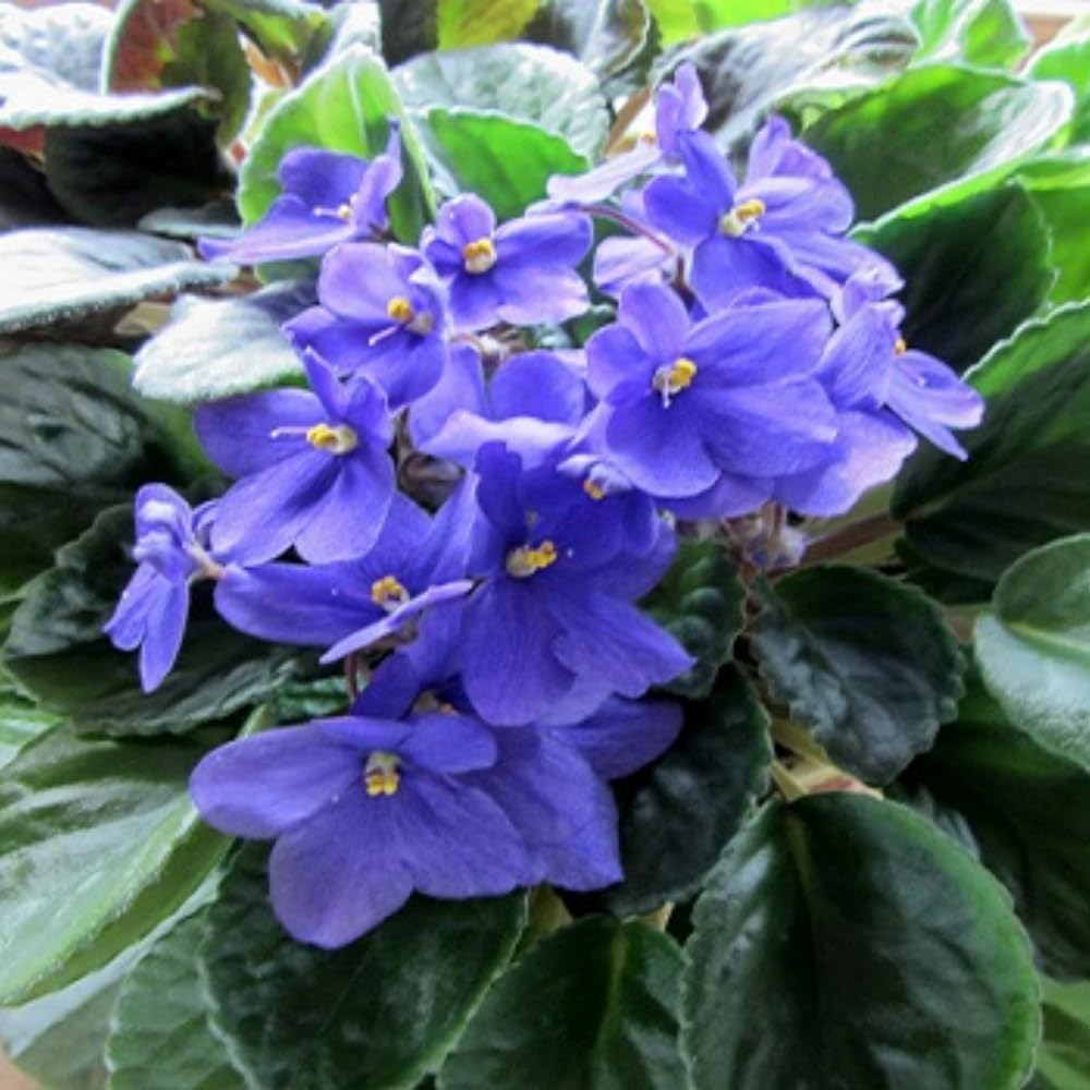African Violets Live Plants, African Violet Plant Live House Plants, 4 Inc Potted, 4 to 6 Inc Long (Blue)