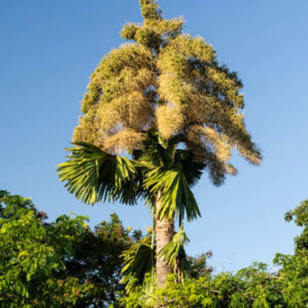 Palm Tree Plant, Live Tropical Palm Tree, Fully Rooted in 3 Gallon Pot, Ready for Outdoor Planting (Huge Green Leaves Palm)