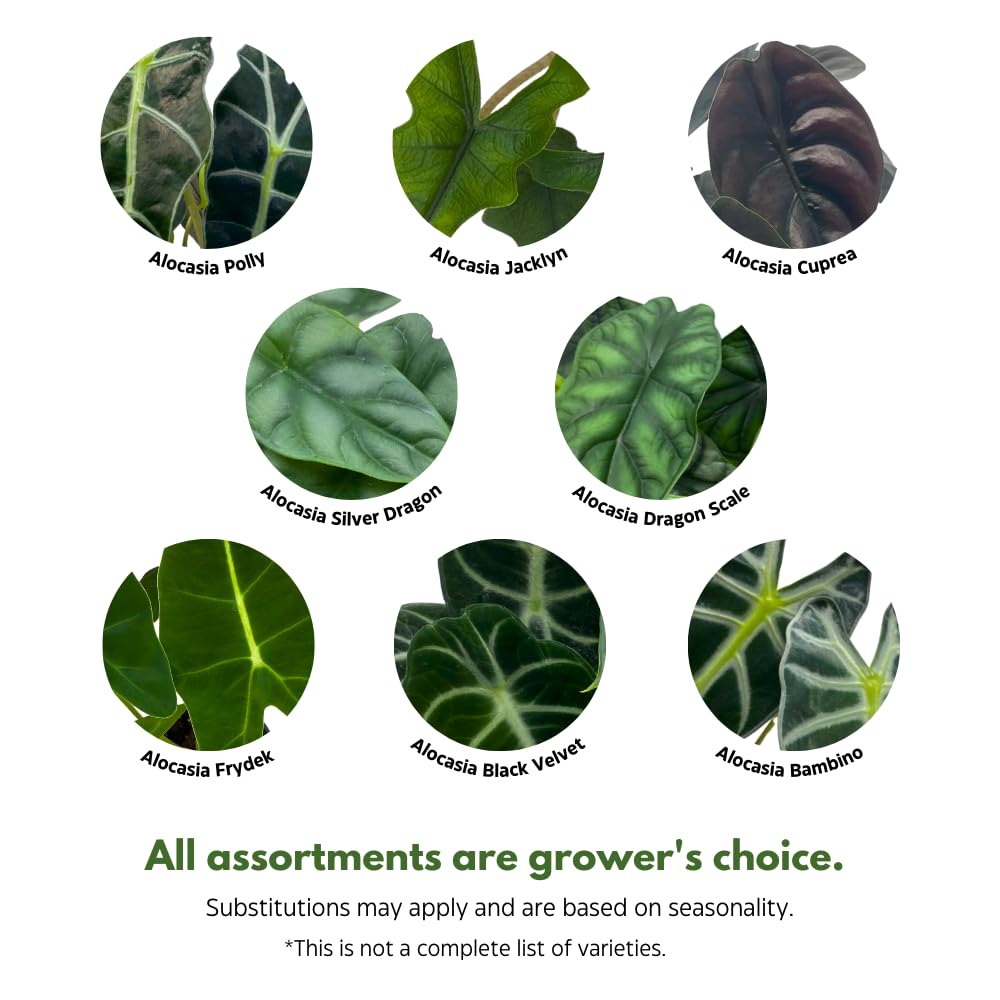 BubbleBlooms Jewel Alocasia Assortment, 3 Different Alocasias in 4 inch pots Grower's Choice