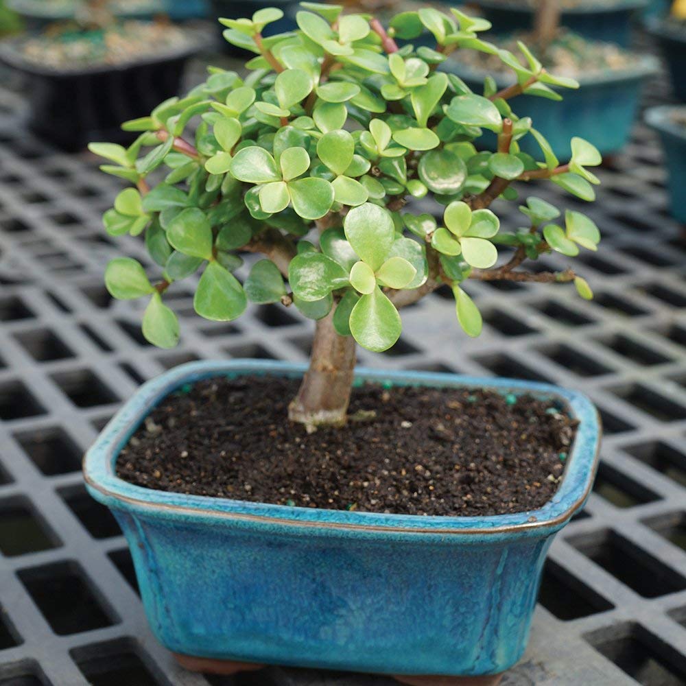 Brussel's Bonsai - Live Dwarf Jade Bonsai Tree in a Ceramic Bonsai Pot, Indoor Succulent Houseplant, 3 Years Old, 5-8 Inches Tall, Easy Care Plant for Home or Office (Small, Green)
