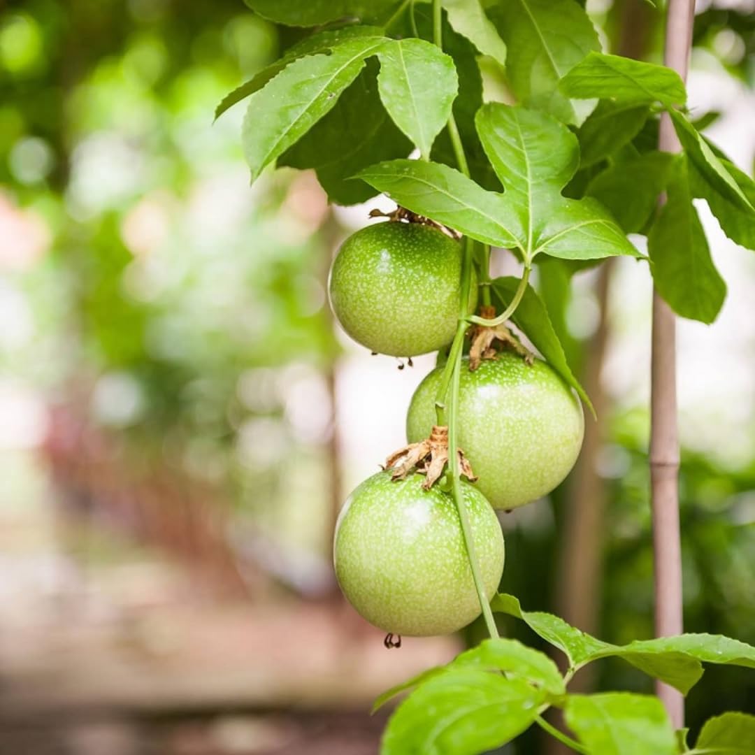 Yellow Passion Fruit Tree Live Plant, Yellow Passionfruit Vine Starter Plant from 5 Inc Tall, Passion Fruit Plant Live